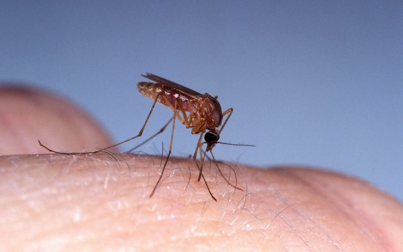 Fièvre du Nil : moustique vecteur de la fièvre du Nil en Croatie